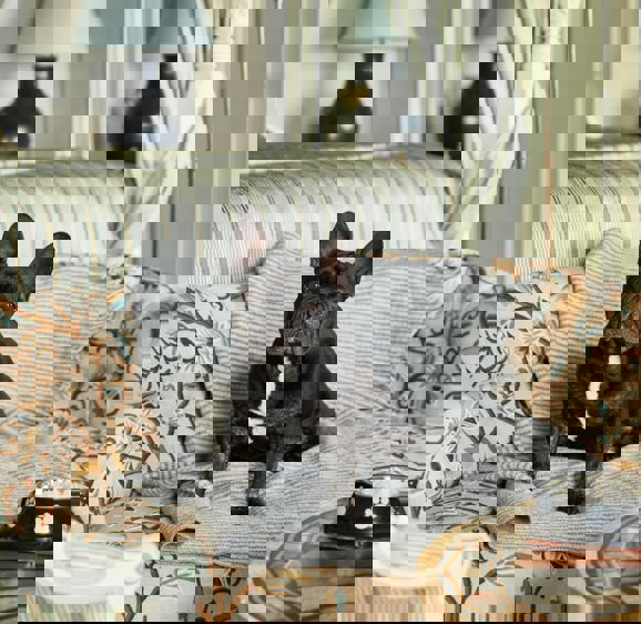 French bulldog on sofa French bulldog on sofa