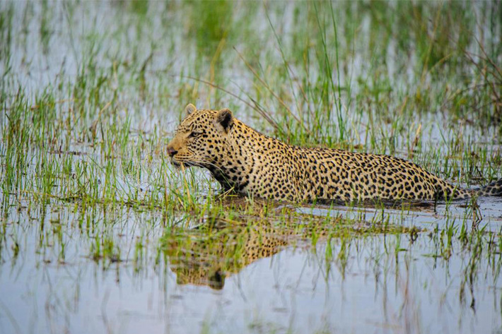 leopard in reeds