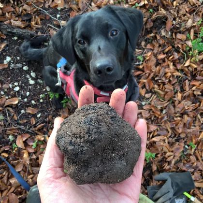 Truffle hunting