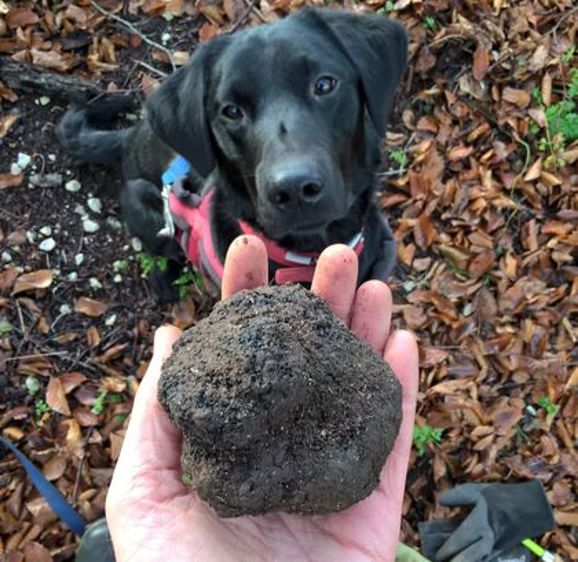 Truffle hunting Truffle hunting