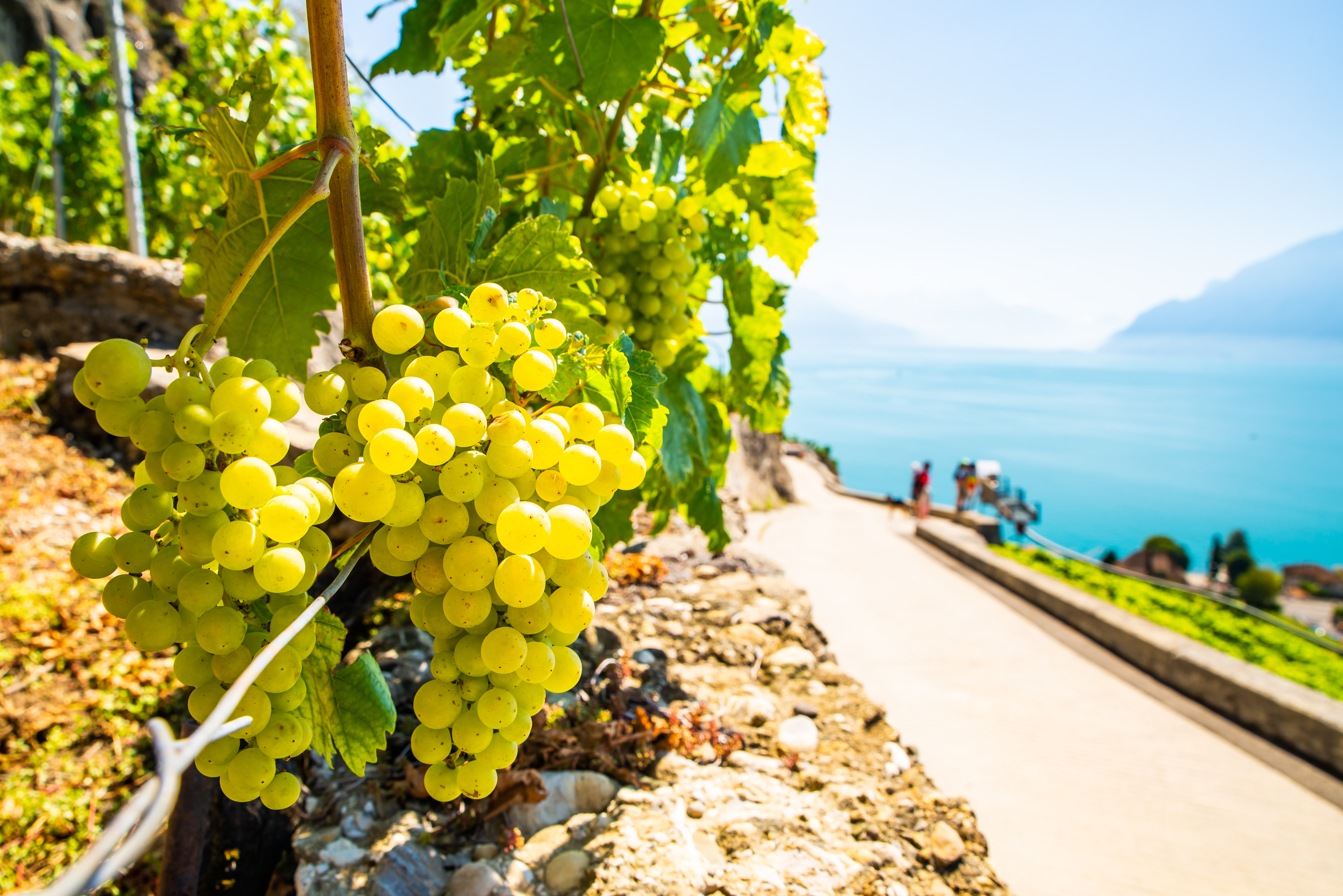 Vineyards and itineraries on Lake Geneva, grapes in maturation, Chexbres, Switzerland