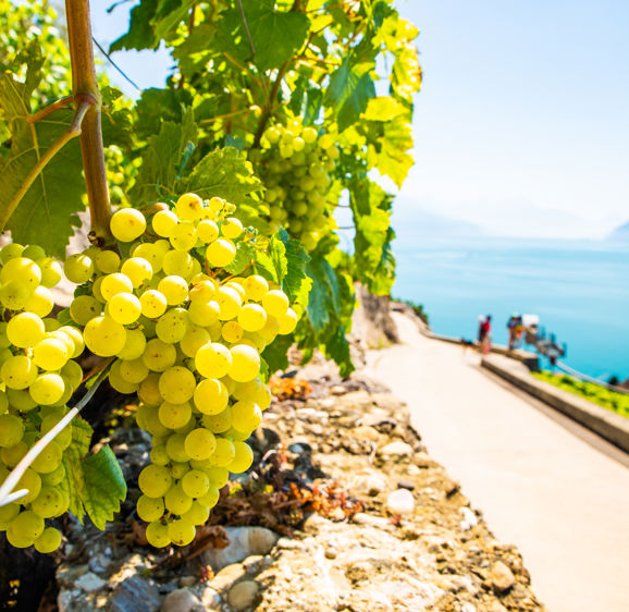 Vineyards and itineraries on Lake Geneva, grapes in maturation, Chexbres, Switzerland Vineyards and itineraries on Lake Geneva, grapes in maturation, Chexbres, Switzerland