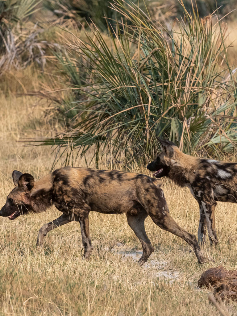 Wild Dogs at Xigera Wild Dogs at Xigera