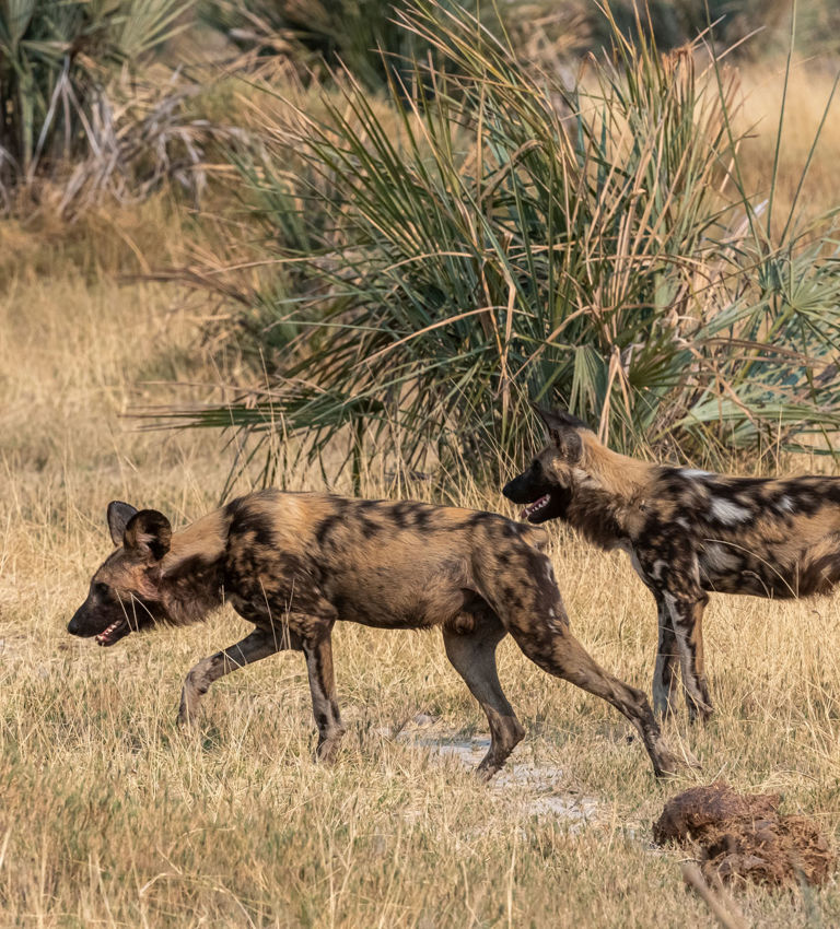 Wild Dogs at Xigera Wild Dogs at Xigera