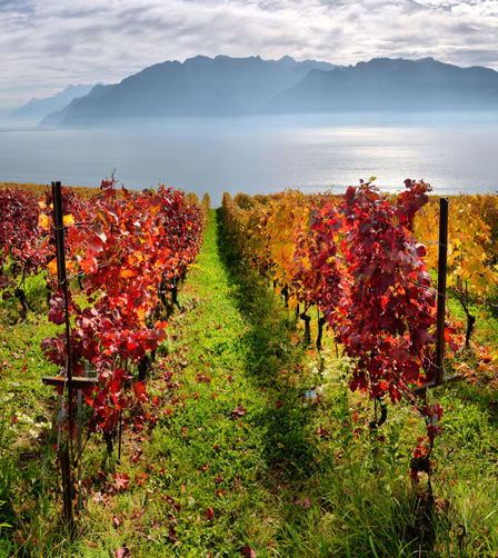 Wine vineyard Wine vineyard