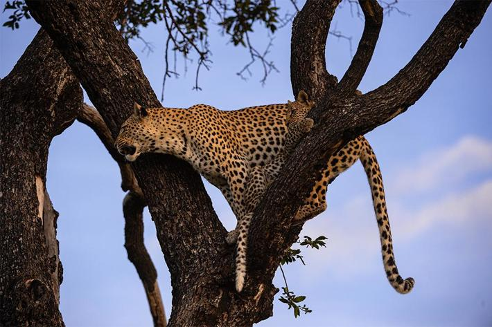 Leopard and cub in tree