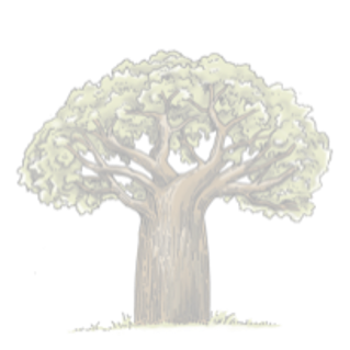 Baobab tree illustration