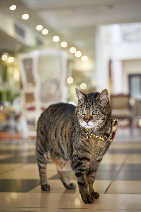 Skabenga The Oyster Box cat in the hotel lobby