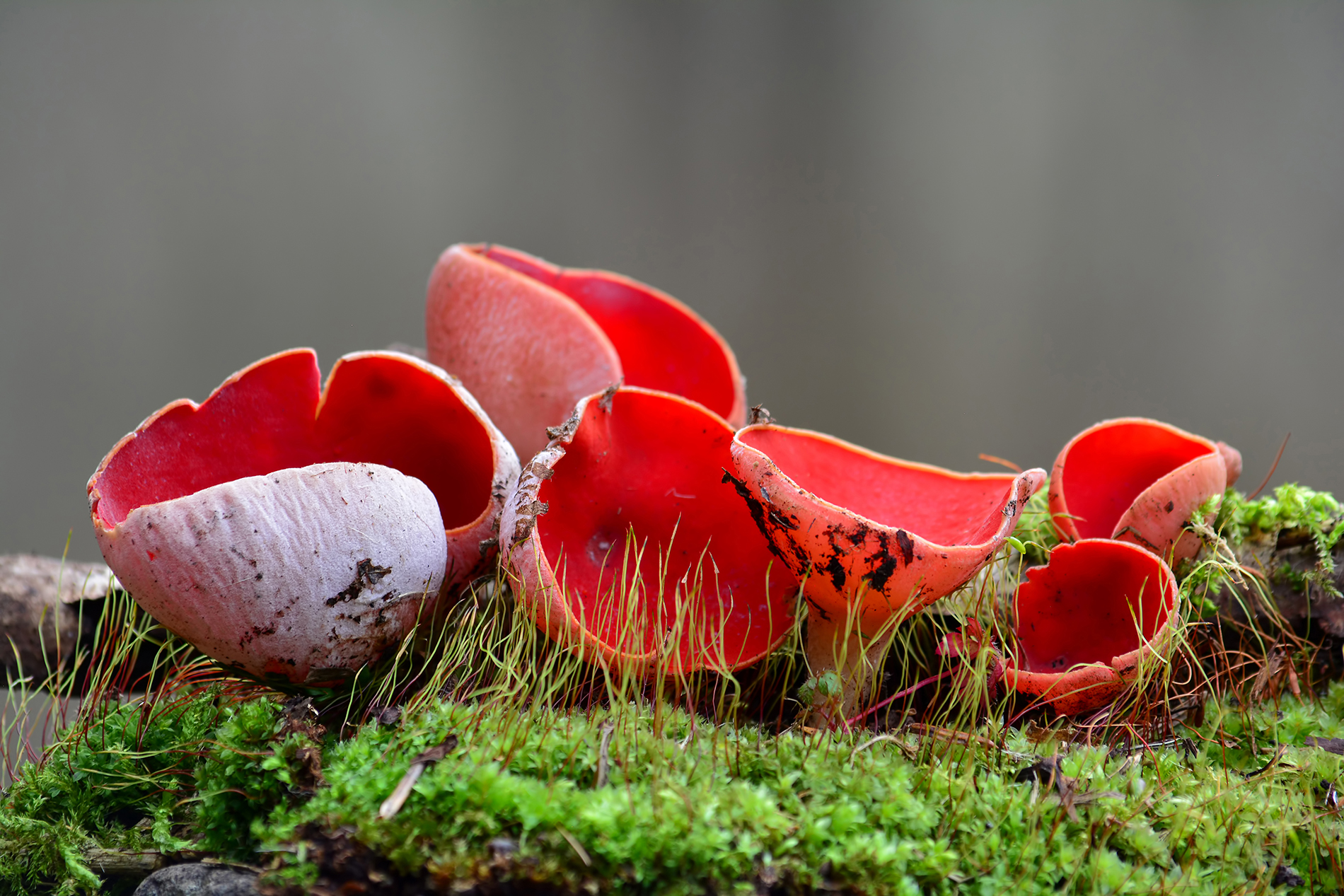 Elf cup mushrooms