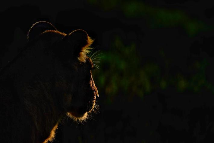 lion in the dark