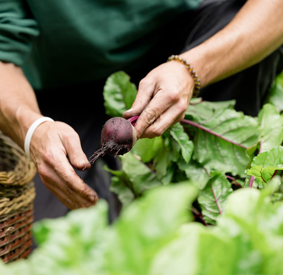 Vegetable Garden at Ashford Castle Vegetable Garden at Ashford Castle