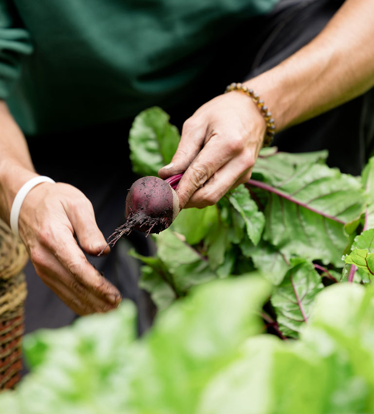 Vegetable Garden at Ashford Castle Vegetable Garden at Ashford Castle