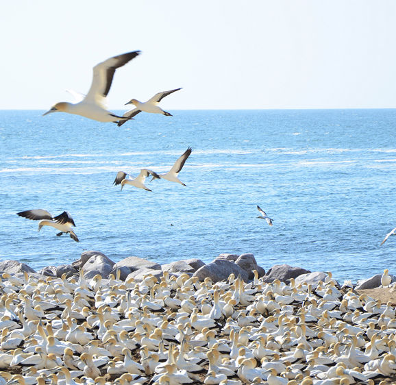 Lamberts Bay Lamberts Bay