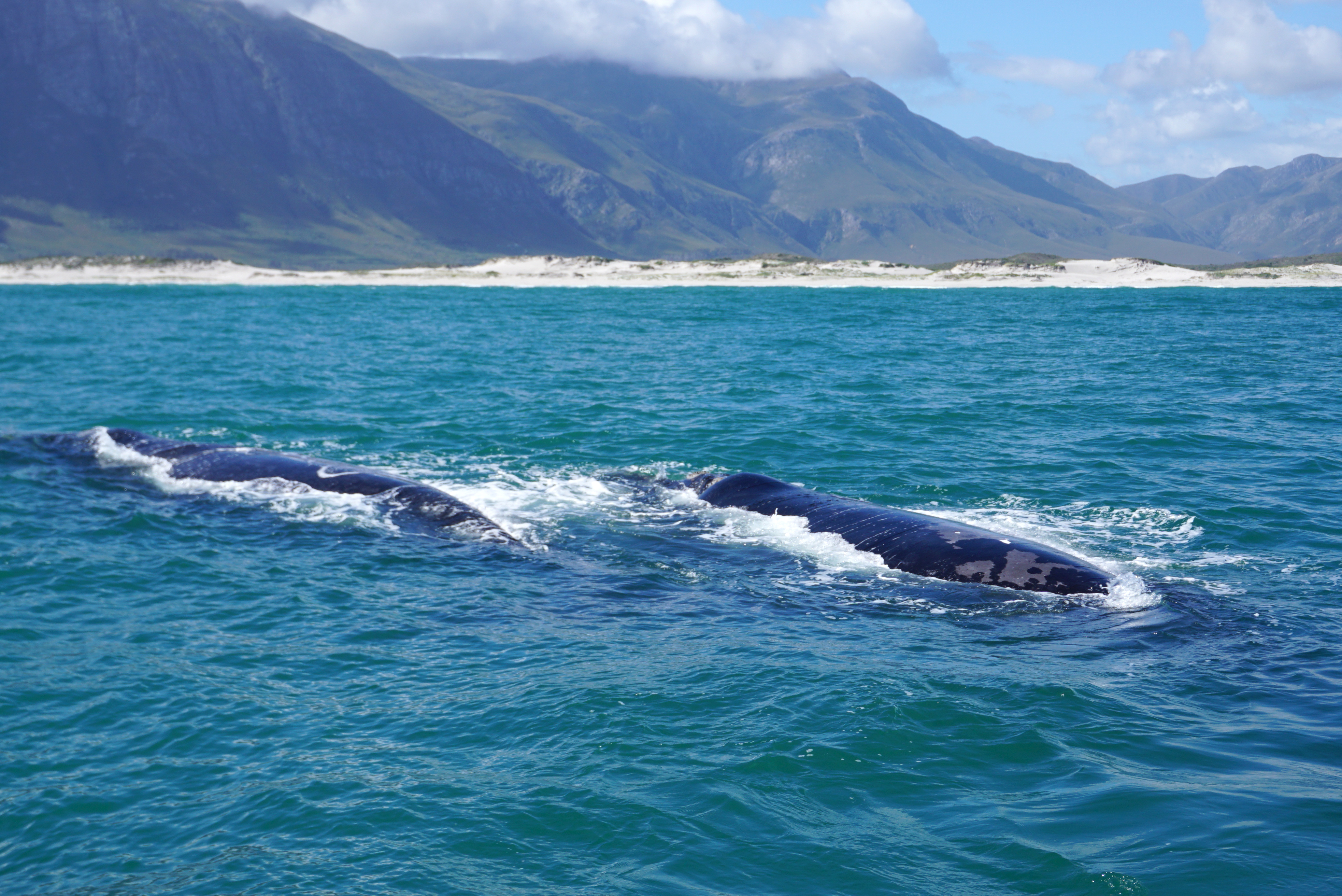 Whale in the ocean with mountain background in Cape town , South Africa
