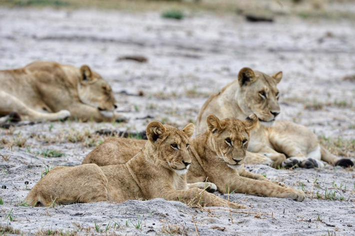Lion cubs of the Western Pride