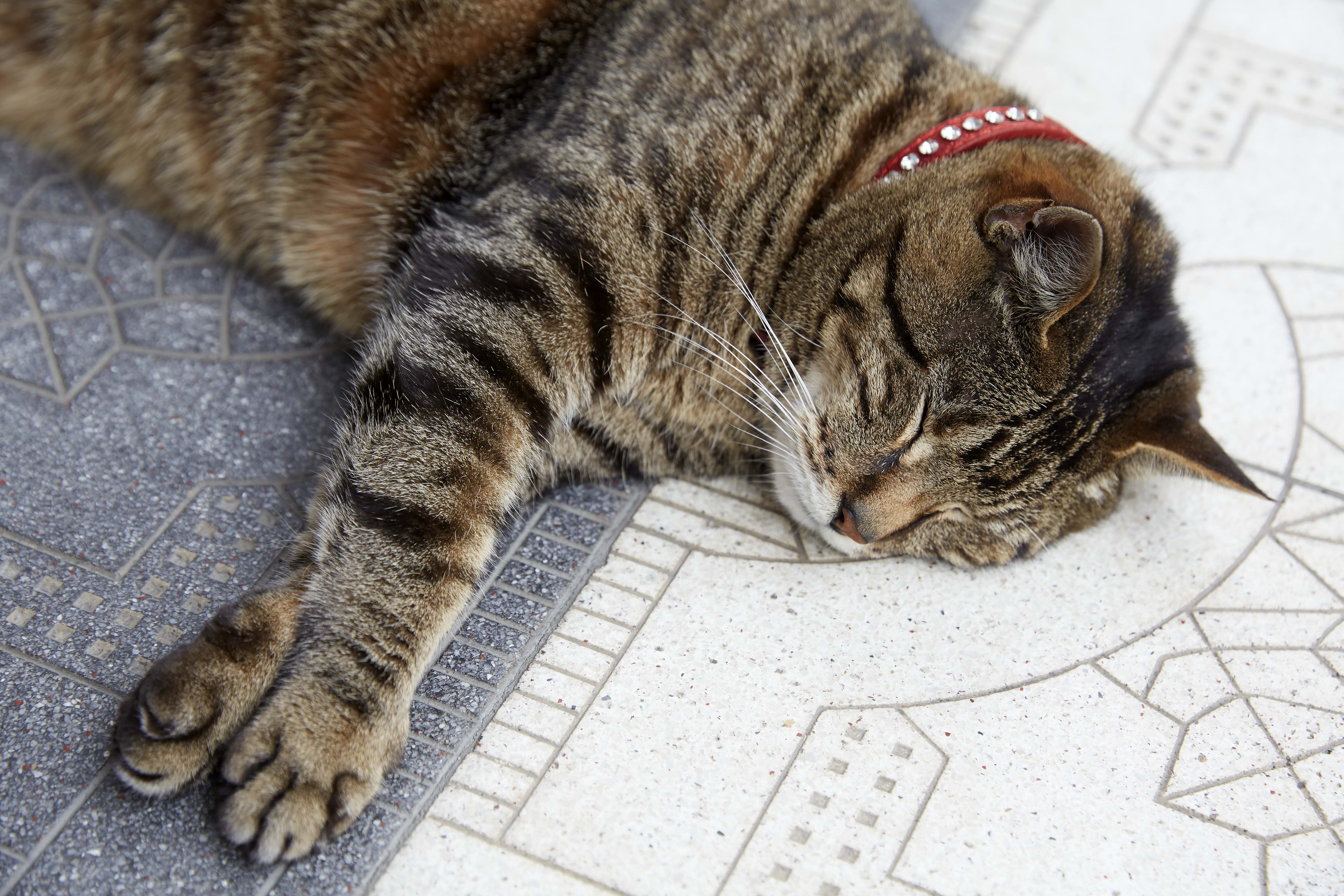 Resident cat Skabenga asleep at The Oyster Box