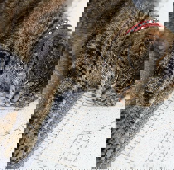 Resident cat Skabenga asleep at The Oyster Box Resident cat Skabenga asleep at The Oyster Box