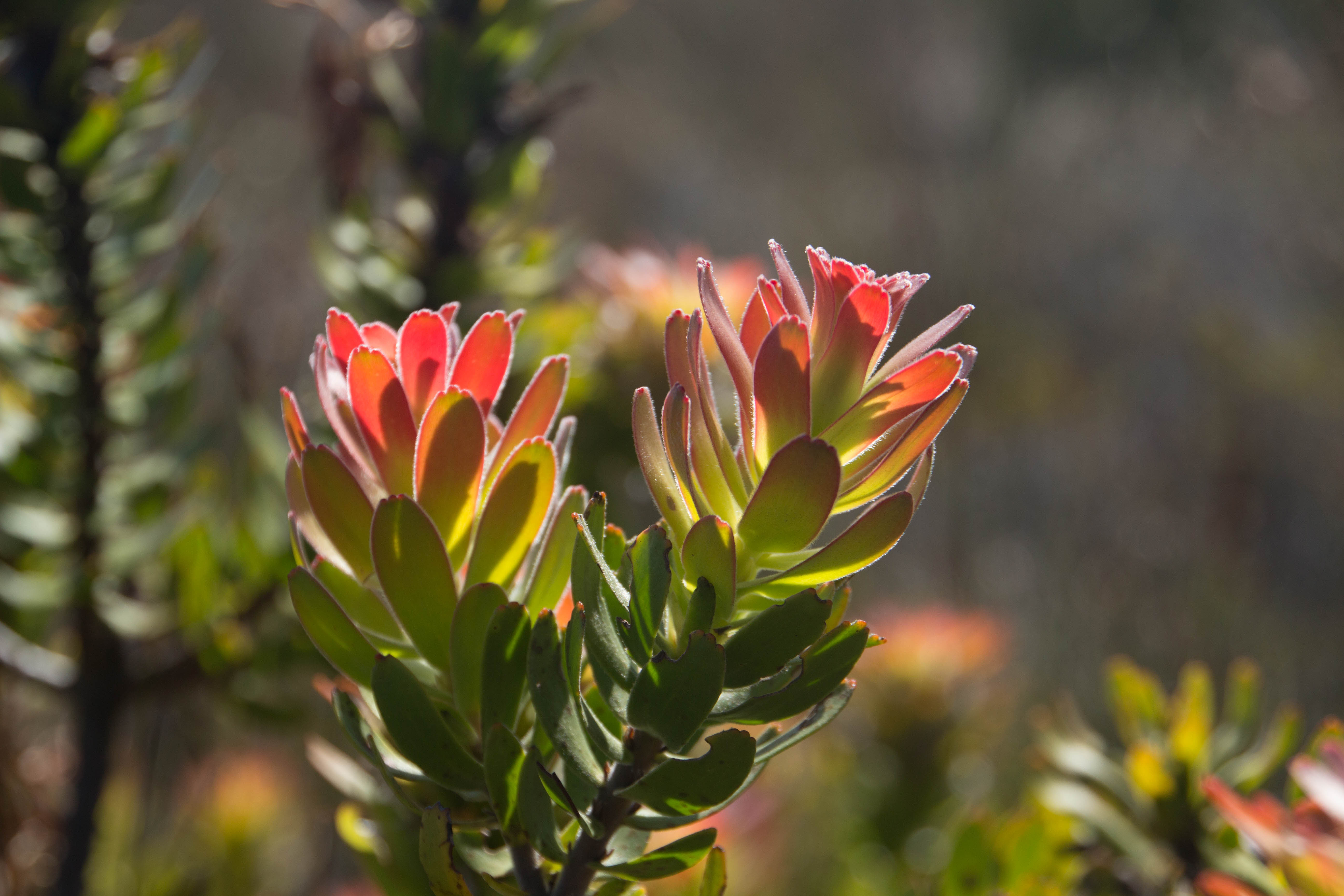 Bouchard Finlayson Fynbos