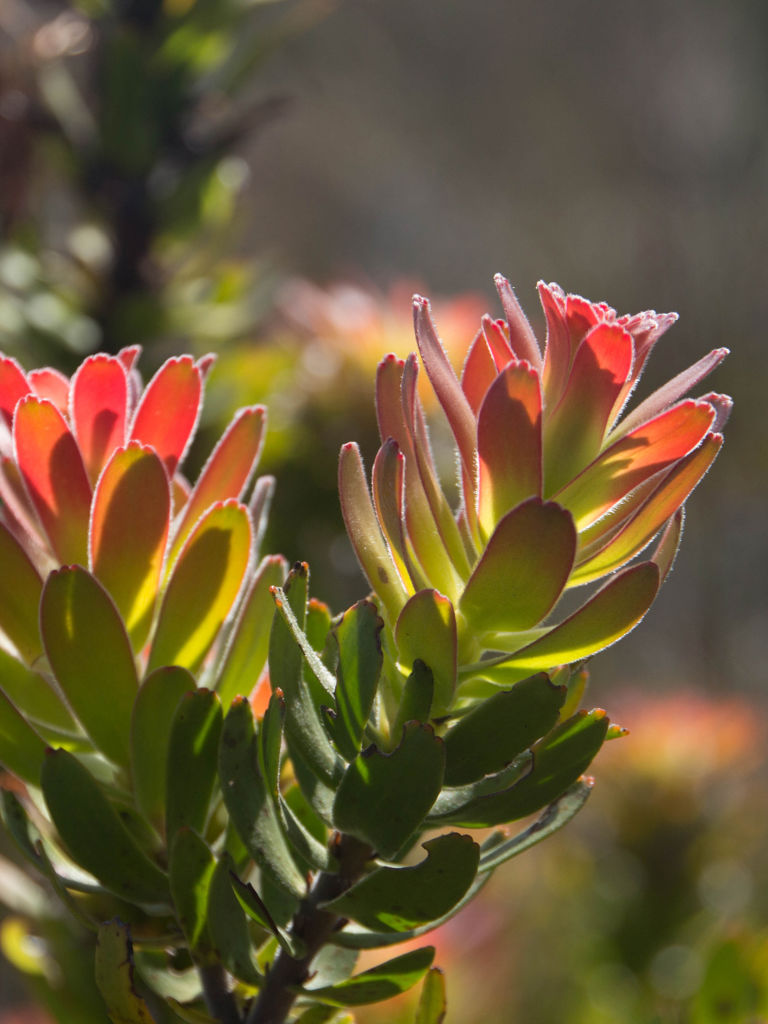 Bouchard Finlayson Fynbos Bouchard Finlayson Fynbos
