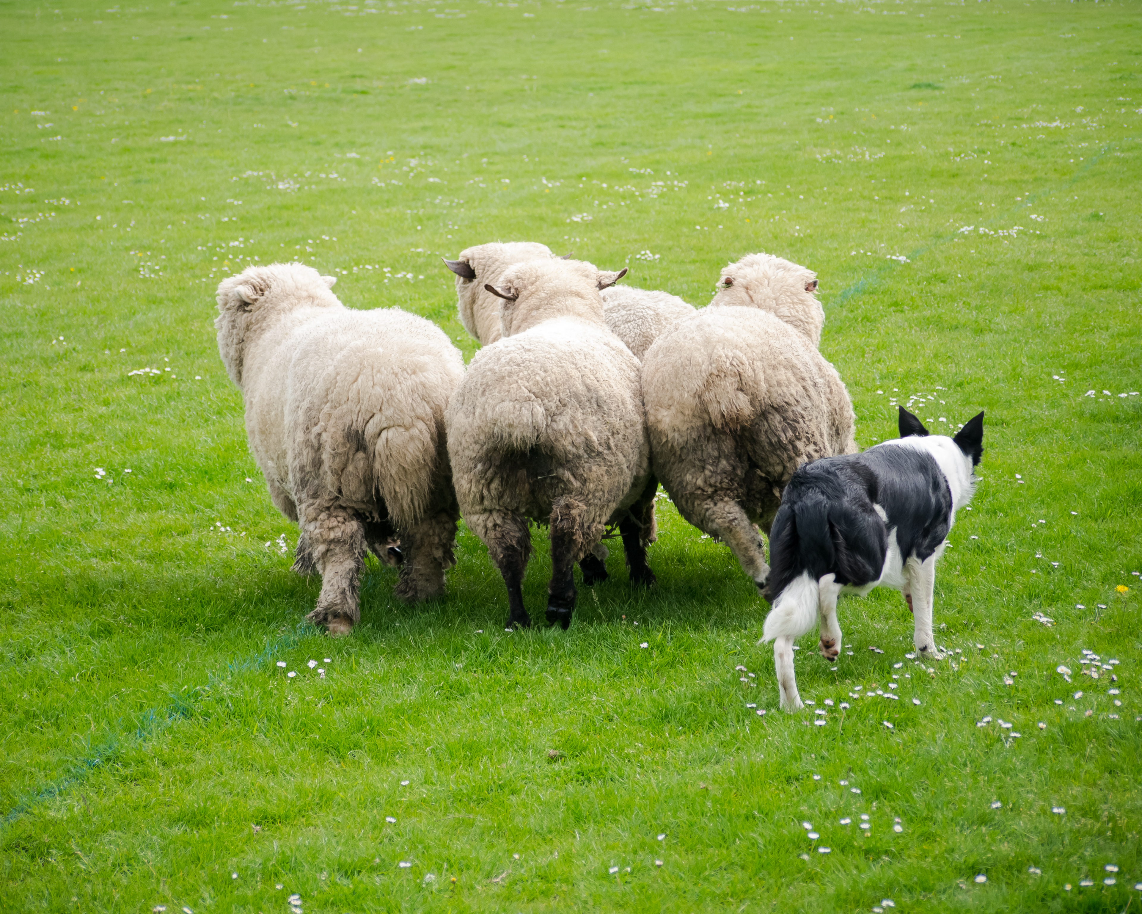 A Border Collie sheep dog rounds up sheep during a sheep dog display