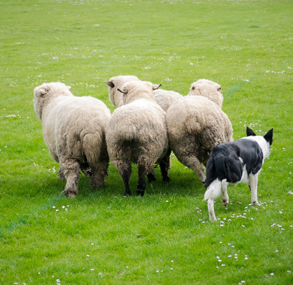A Border Collie sheep dog rounds up sheep during a sheep dog display A Border Collie sheep dog rounds up sheep during a sheep dog display