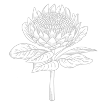 Protea Illustration