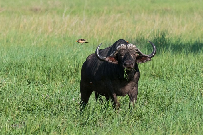 Cape buffalo on floodplains Xigera