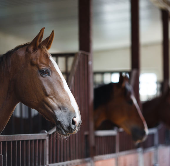 Head of horse looking over the stable doors on the background of other horses Head of horse looking over the stable doors on the background of other horses