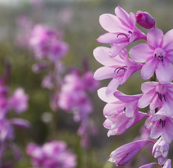 Mountain Flowers Mountain Flowers