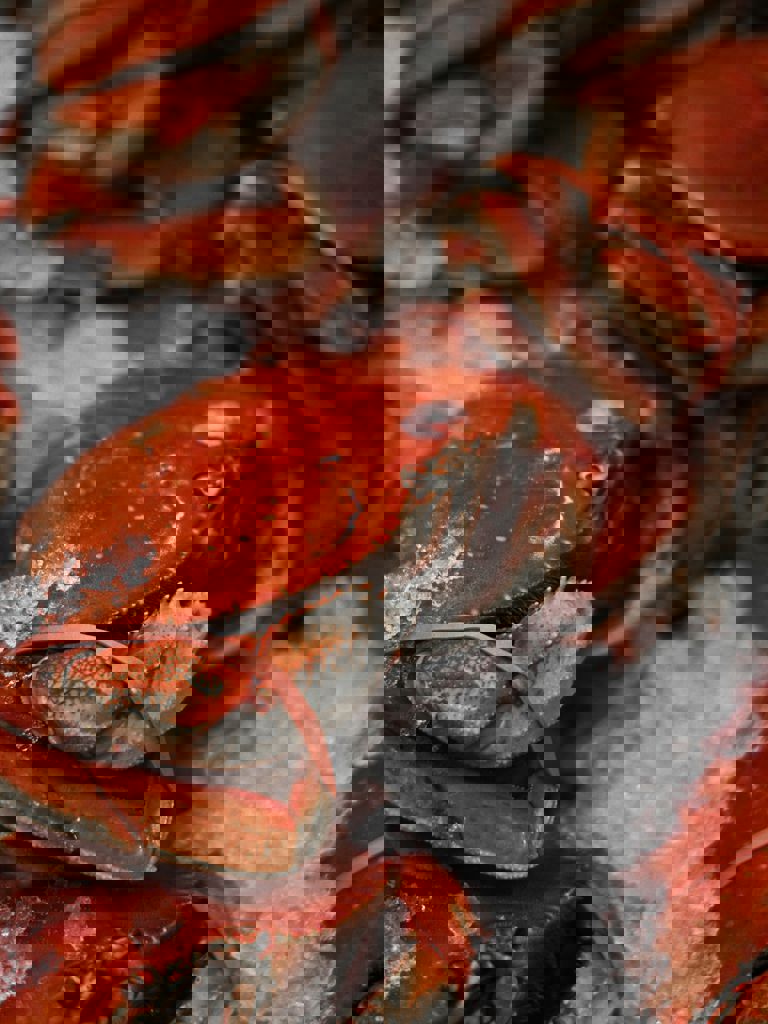 Crabs In A Fish Market On Ice Crabs In A Fish Market On Ice