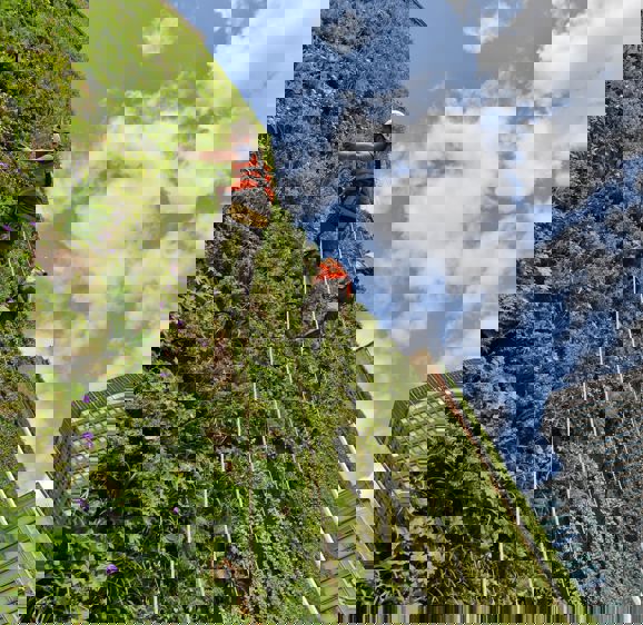 The Living Wall at The Rubens The Living Wall at The Rubens