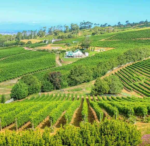 Aerial view of farm winery in green grapevine in Constantia, Cape Town, South Africa. The Constantia Wine Valley is the most spectacular wine experience in the world with a unique blend of wine. Aerial view of farm winery in green grapevine in Constantia, Cape Town, South Africa. The Constantia Wine Valley is the most spectacular wine experience in the world with a unique blend of wine.