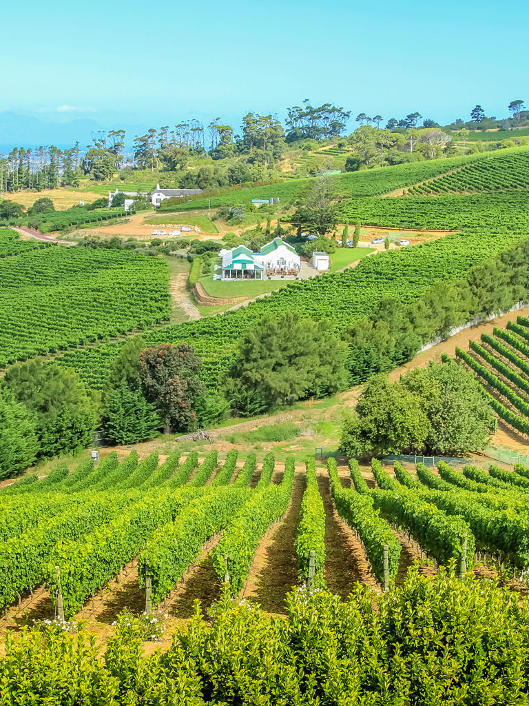 Aerial view of farm winery in green grapevine in Constantia, Cape Town, South Africa. The Constantia Wine Valley is the most spectacular wine experience in the world with a unique blend of wine. Aerial view of farm winery in green grapevine in Constantia, Cape Town, South Africa. The Constantia Wine Valley is the most spectacular wine experience in the world with a unique blend of wine.