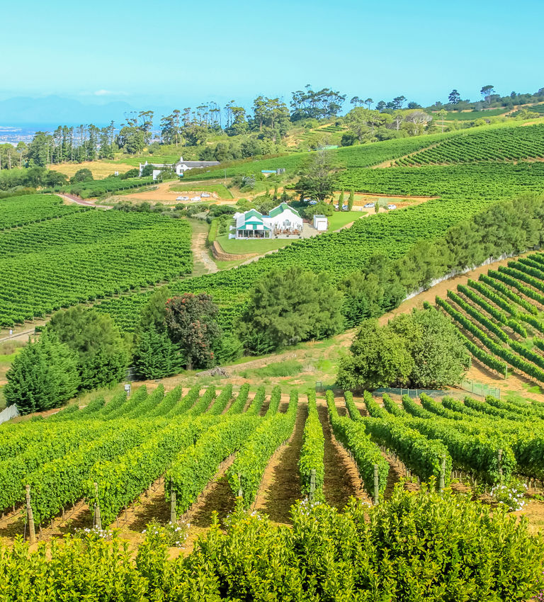 Aerial view of farm winery in green grapevine in Constantia, Cape Town, South Africa. The Constantia Wine Valley is the most spectacular wine experience in the world with a unique blend of wine. Aerial view of farm winery in green grapevine in Constantia, Cape Town, South Africa. The Constantia Wine Valley is the most spectacular wine experience in the world with a unique blend of wine.