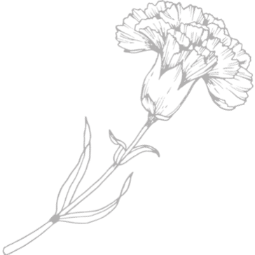 Carnation illustration Carnation illustration