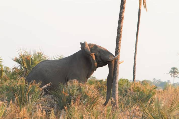 Elephant rubbing against a tree Xigera
