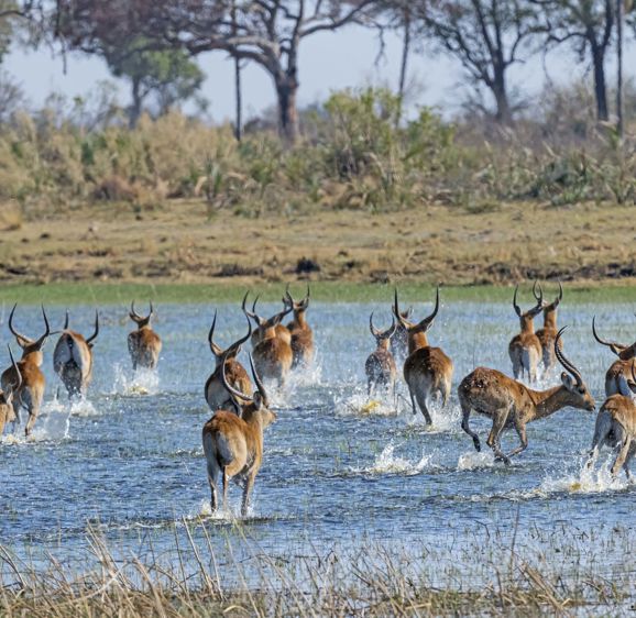 Red Lechwe running through wetlands Red Lechwe running through wetlands