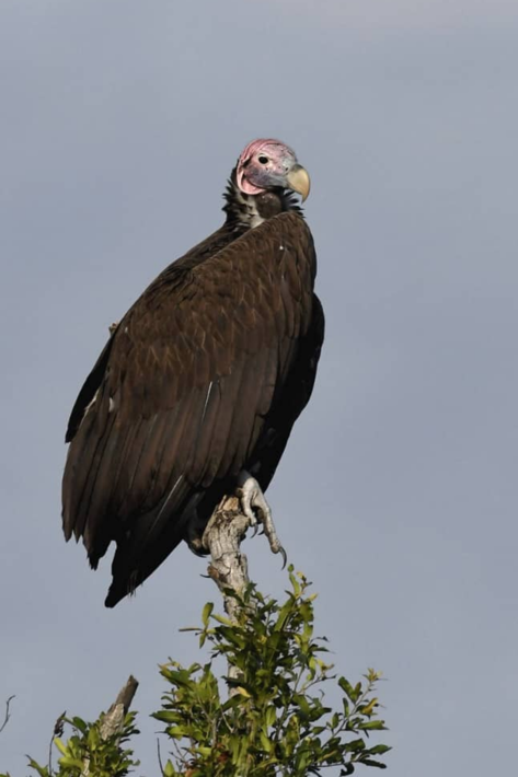 vulture xigera january