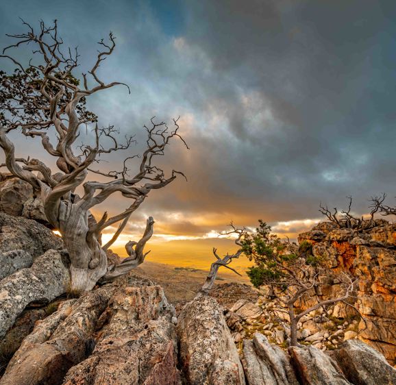 Ceder Tree Ceder Tree