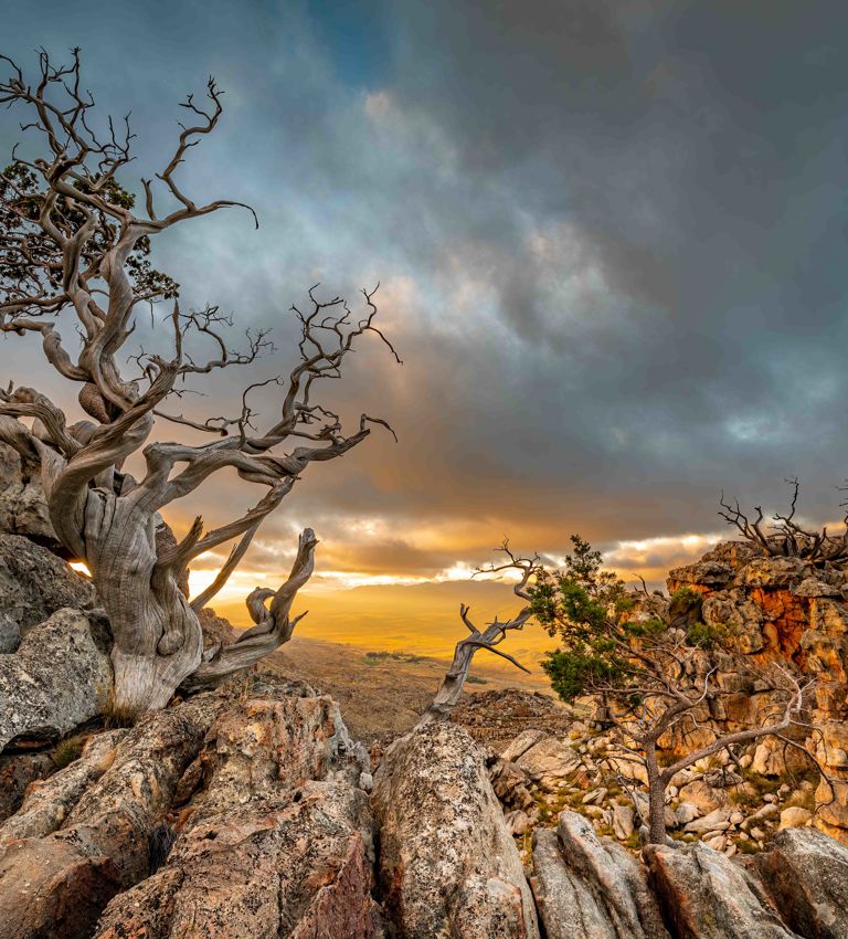 Ceder Tree Ceder Tree