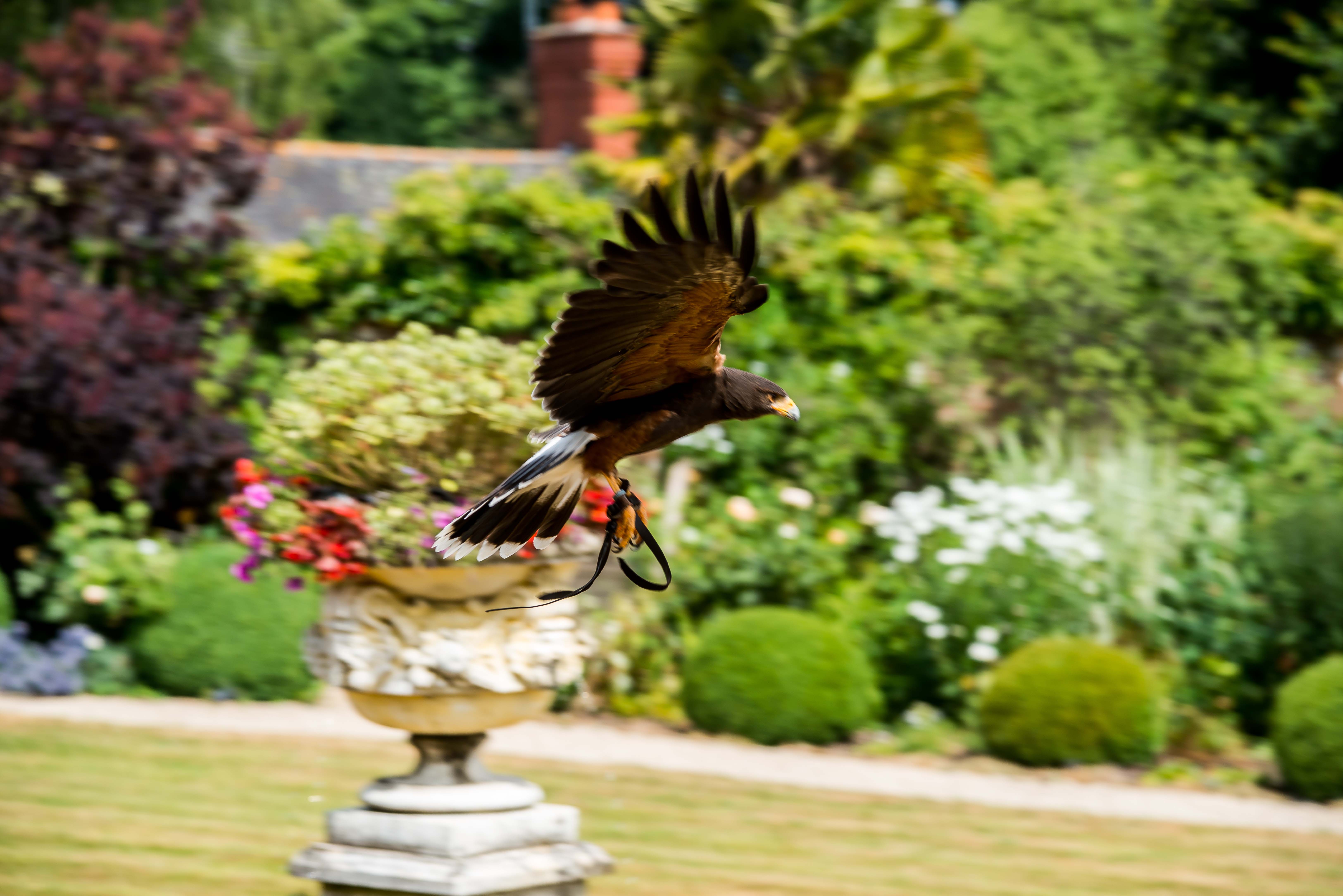 Falconry at Summer Lodge