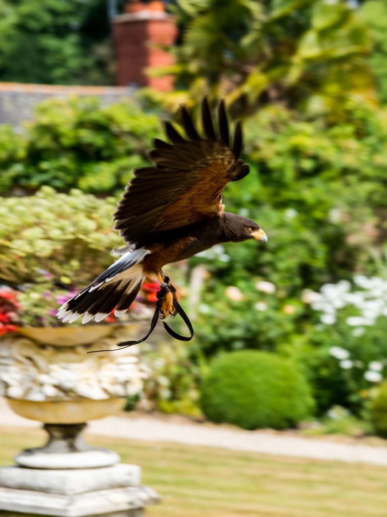 Falconry at Summer Lodge Falconry at Summer Lodge