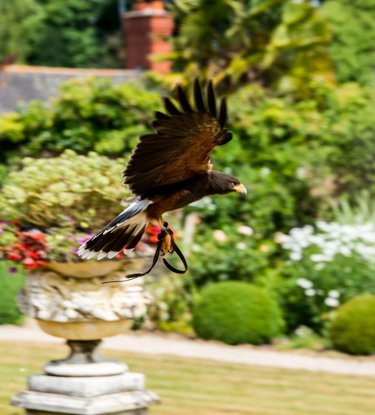 Falconry at Summer Lodge Falconry at Summer Lodge
