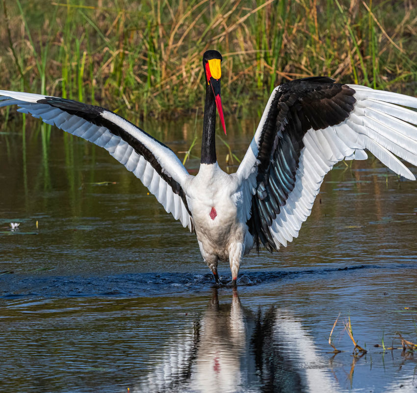 Xigera Birds Xigera Birds
