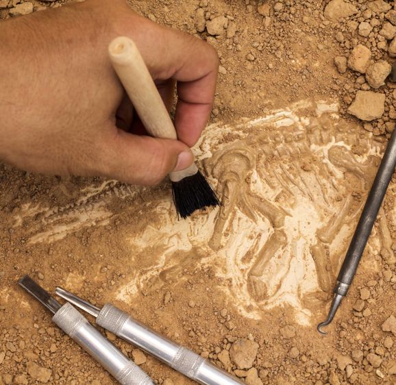 Skeleton and archaeological tools. Training for dig fossil.Simulated same as real digging Skeleton and archaeological tools. Training for dig fossil.Simulated same as real digging