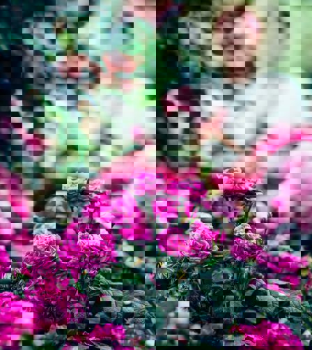 Chelsea Flower Show - unsplash Chelsea Flower Show - unsplash