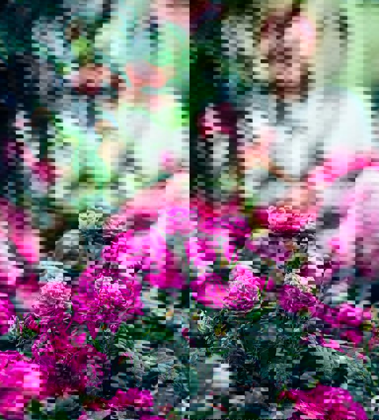 Chelsea Flower Show - unsplash Chelsea Flower Show - unsplash