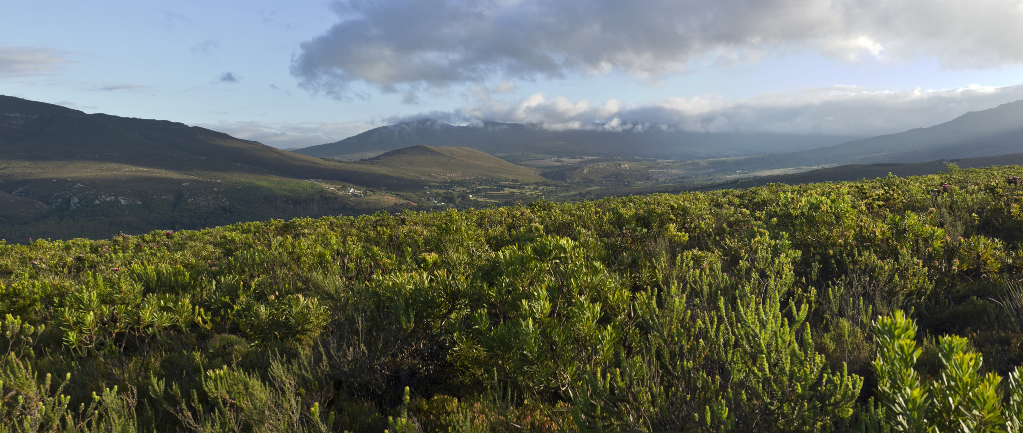 Bouchard Finlayson View over the fields of Fynbos