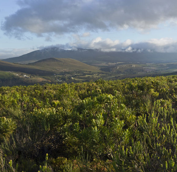Bouchard Finlayson View over the fields of Fynbos Bouchard Finlayson View over the fields of Fynbos