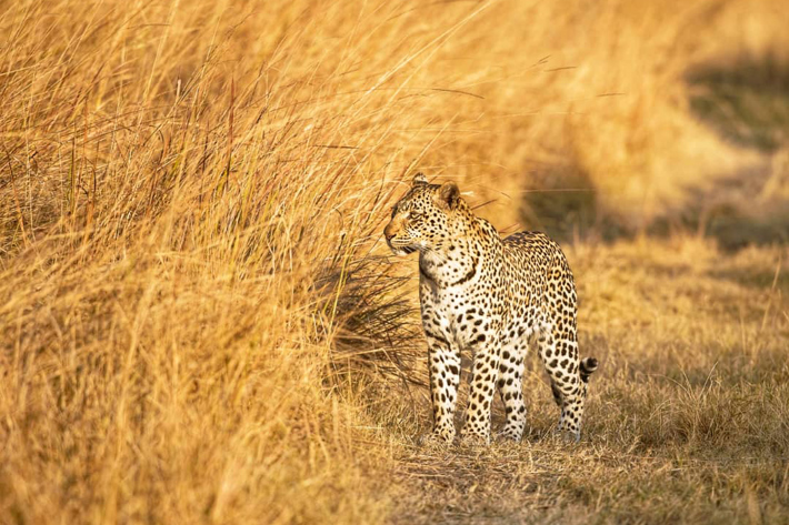 Leopard cub in grassland